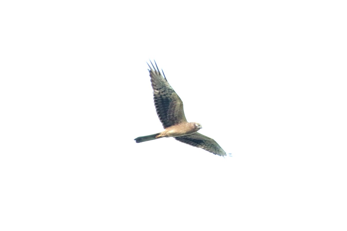 Montagu's Harrier - ML626239516