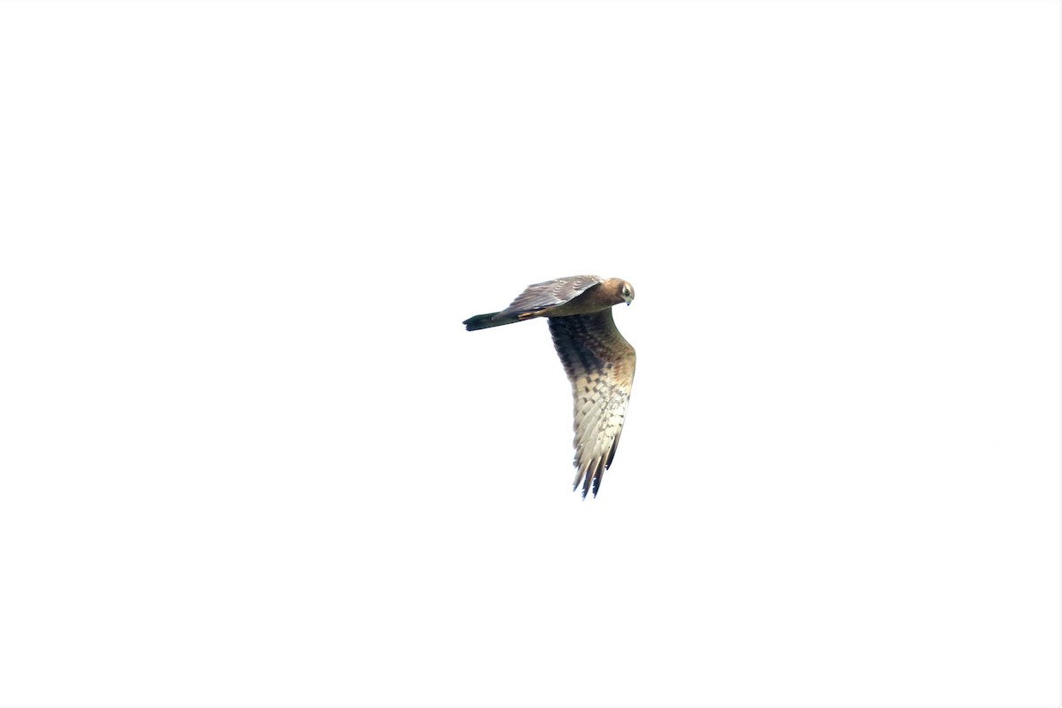 Montagu's Harrier - ML626239517