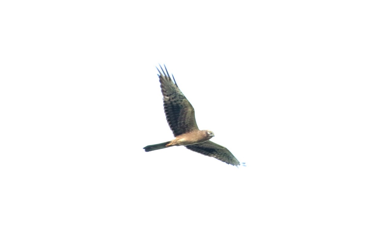 Montagu's Harrier - ML626239518