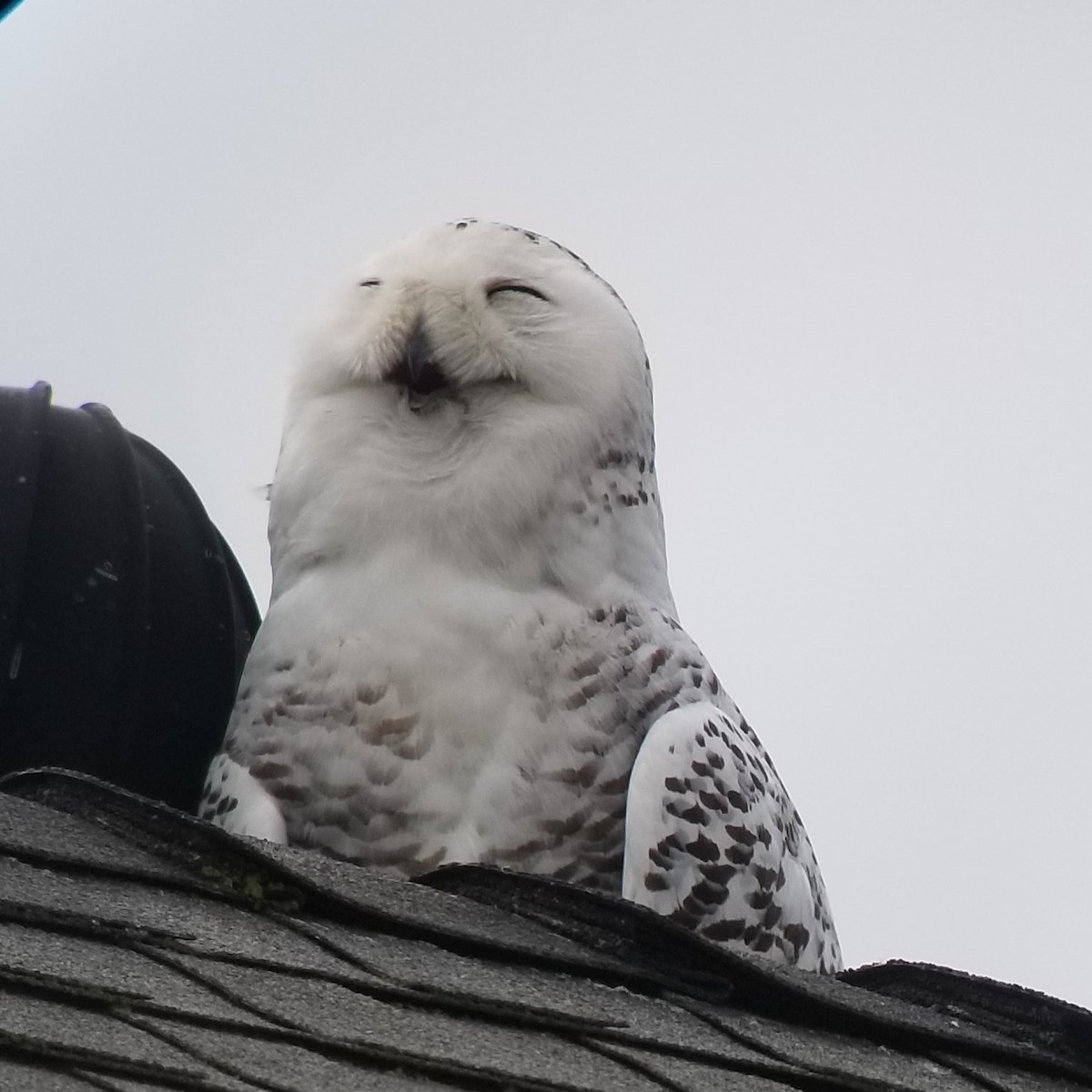 Snowy Owl - ML626239626