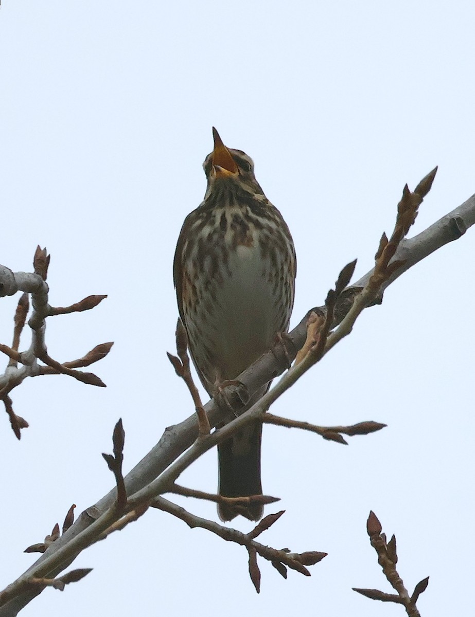 Redwing - ML626239809