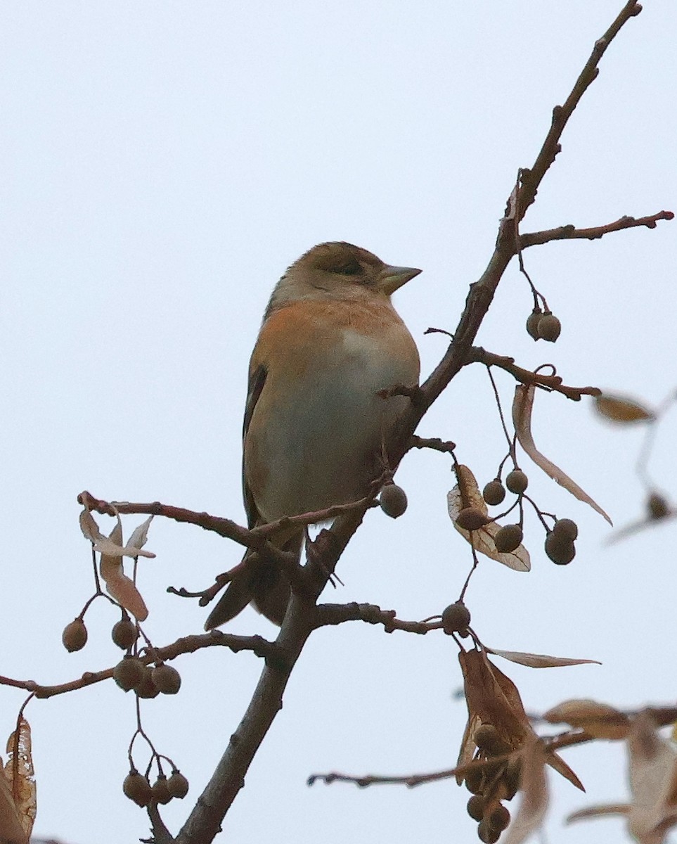 Brambling - ML626239817
