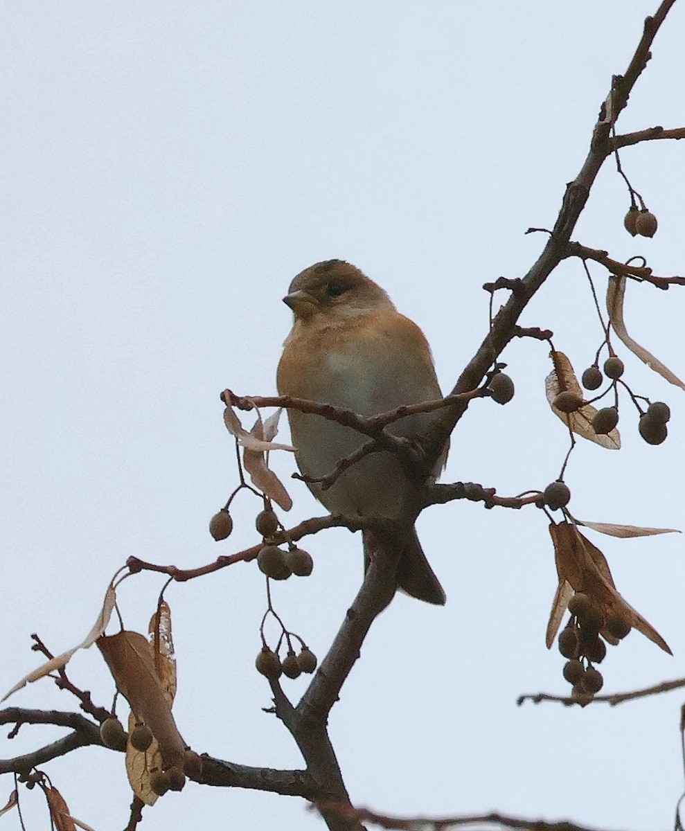 Brambling - ML626239819