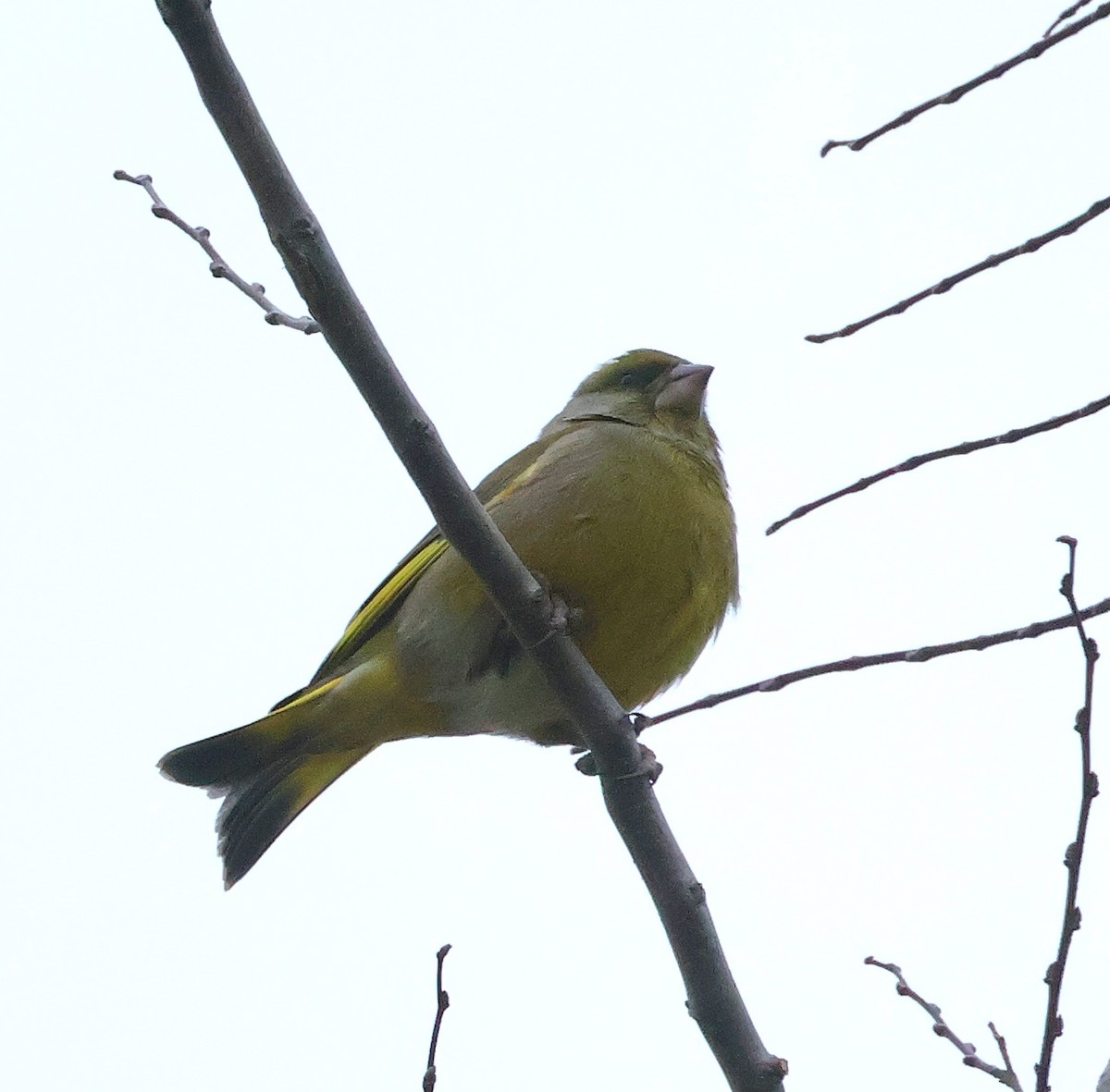 European Greenfinch - ML626239823
