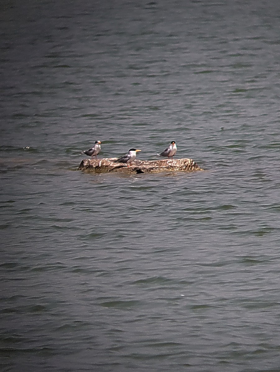 River Tern - ML626240086