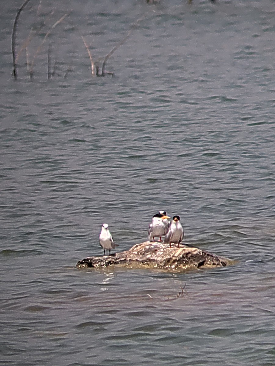 River Tern - ML626240087