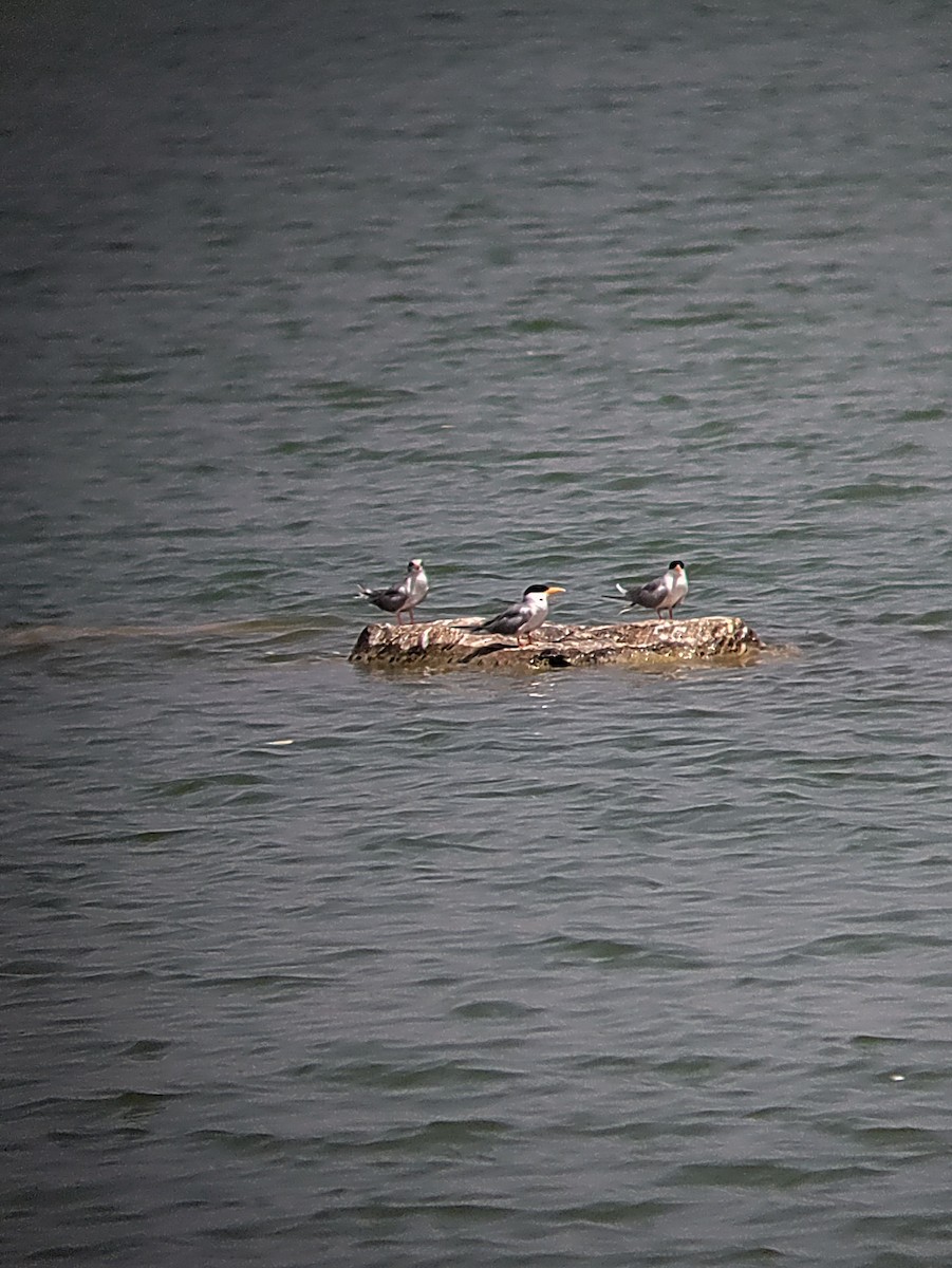 River Tern - ML626240088