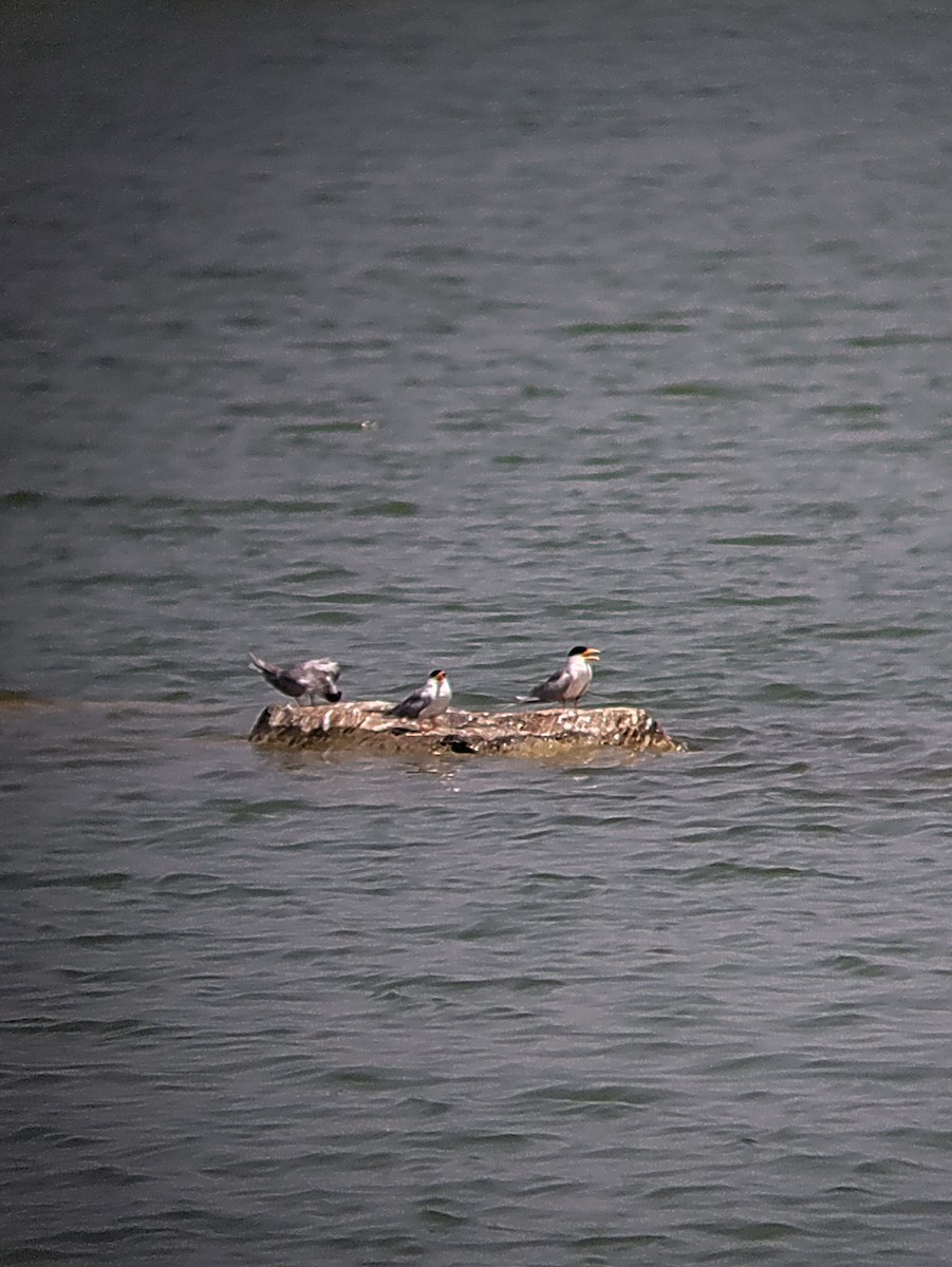 River Tern - ML626240089