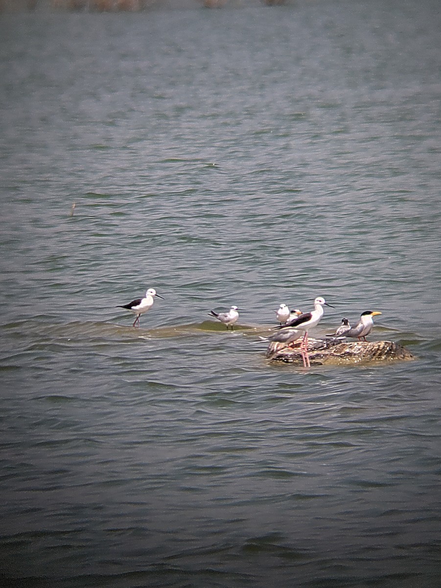 River Tern - ML626240090