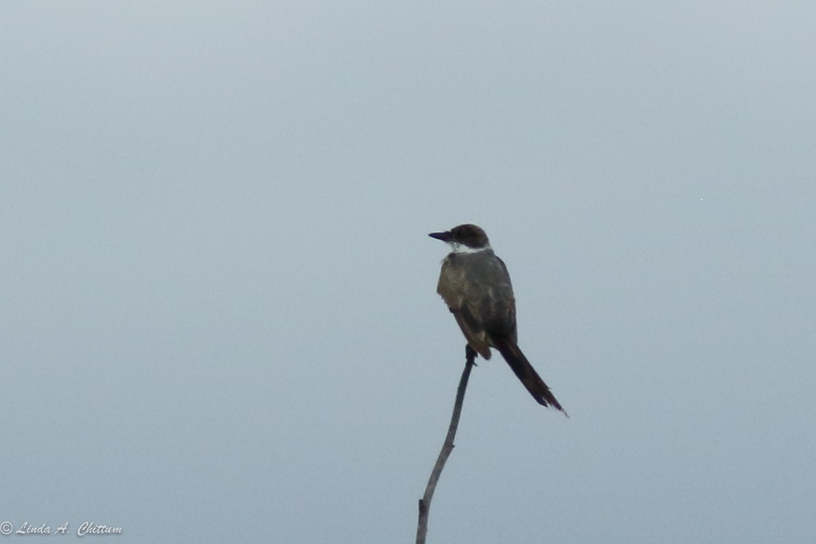 Fork-tailed Flycatcher - ML62624011