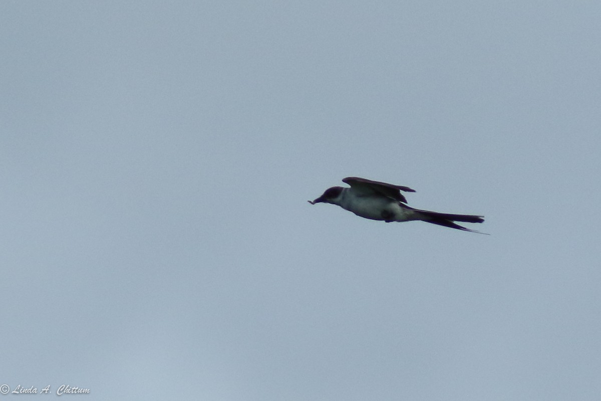 Fork-tailed Flycatcher - ML62624021