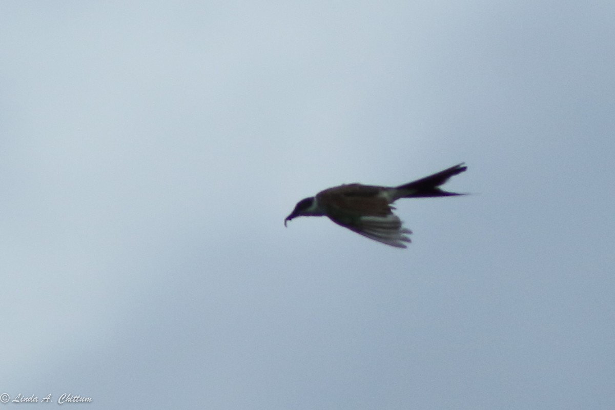 Fork-tailed Flycatcher - ML62624031