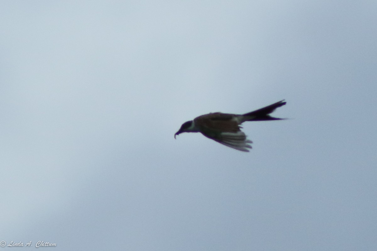 Fork-tailed Flycatcher - Linda Chittum