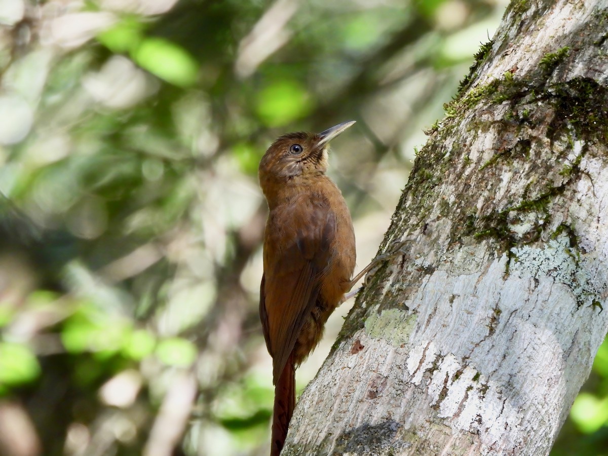 Plain-winged Woodcreeper - ML626240402