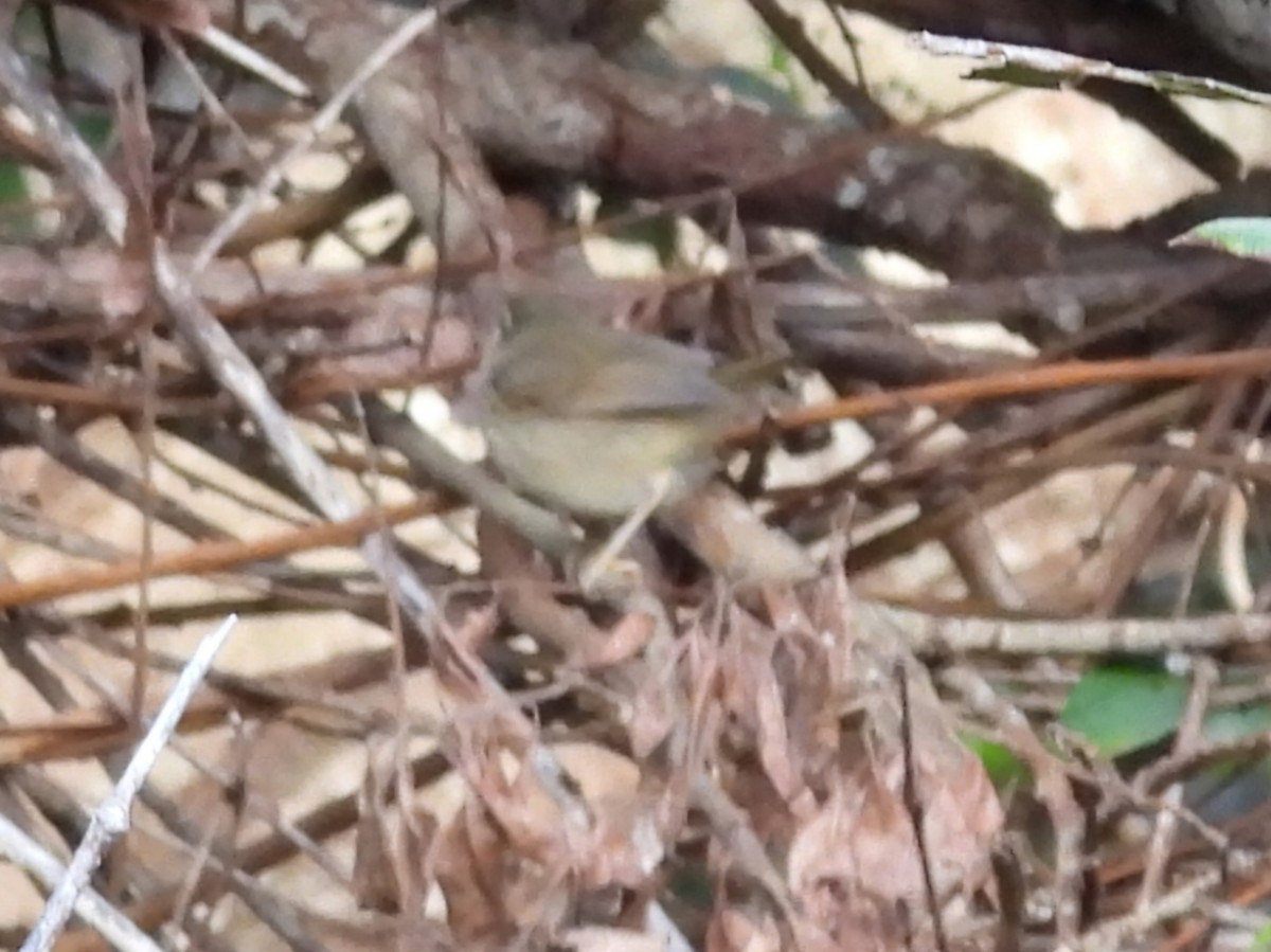 Dusky Warbler - Pablo García (PGR)