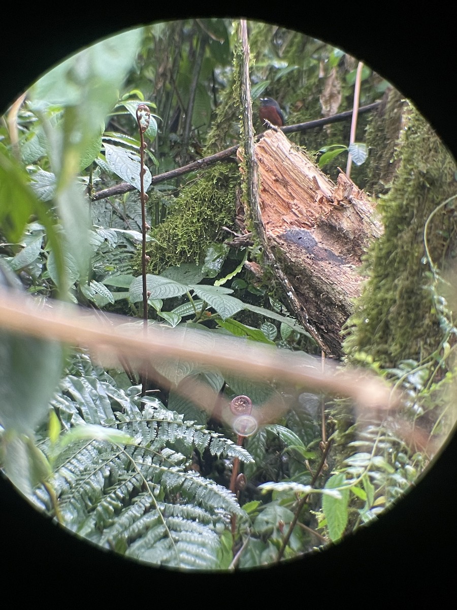 Chestnut-bellied Chat-Tyrant - George Chater