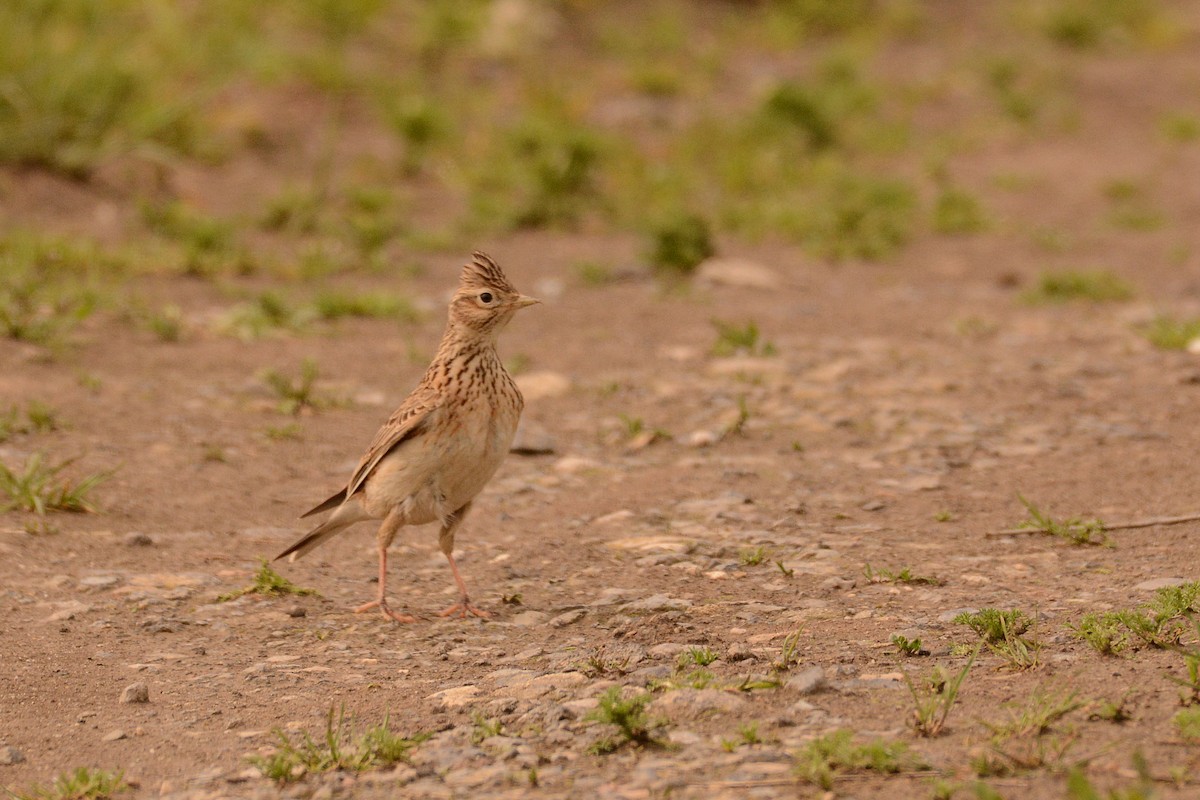 Eurasian Skylark - ML626240542