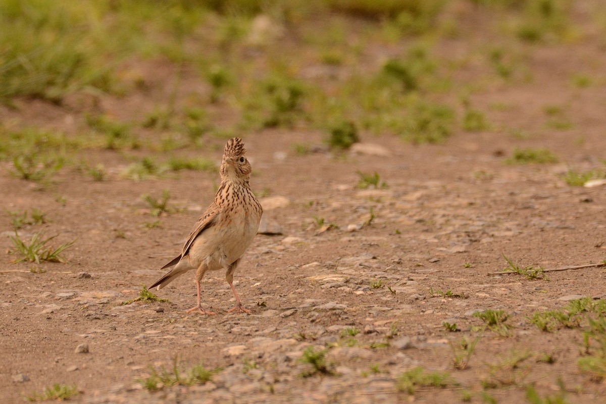 Eurasian Skylark - ML626240543