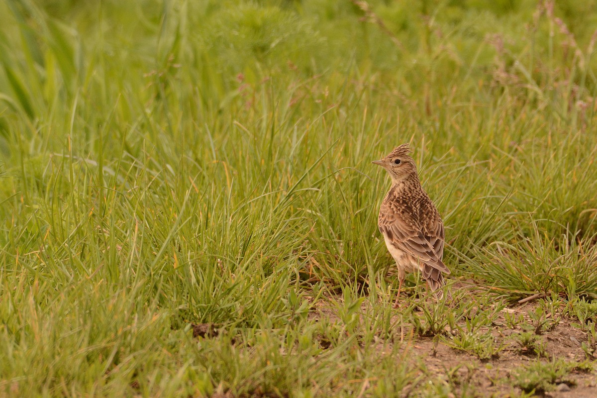 Eurasian Skylark - ML626240544