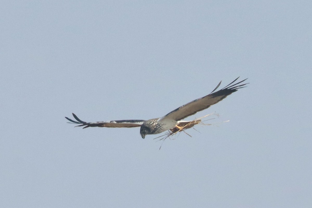 Malagasy Harrier - ML626240784