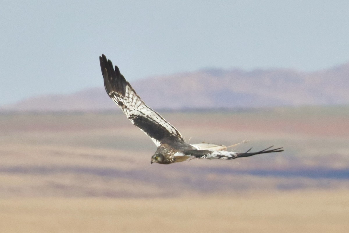 Malagasy Harrier - ML626240785