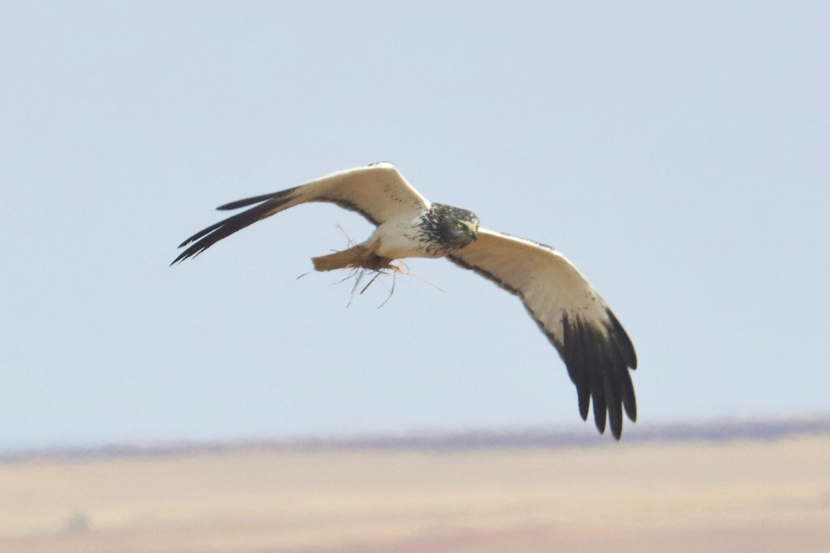 Malagasy Harrier - ML626240786