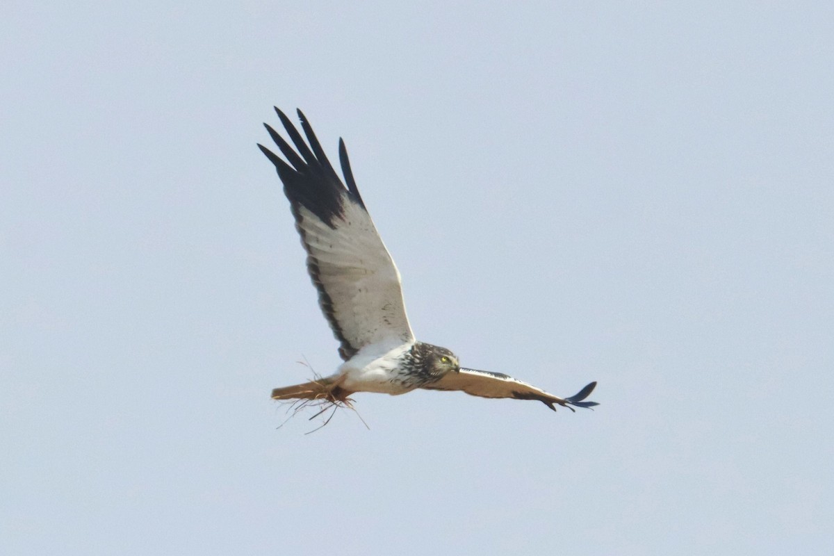 Malagasy Harrier - ML626240787