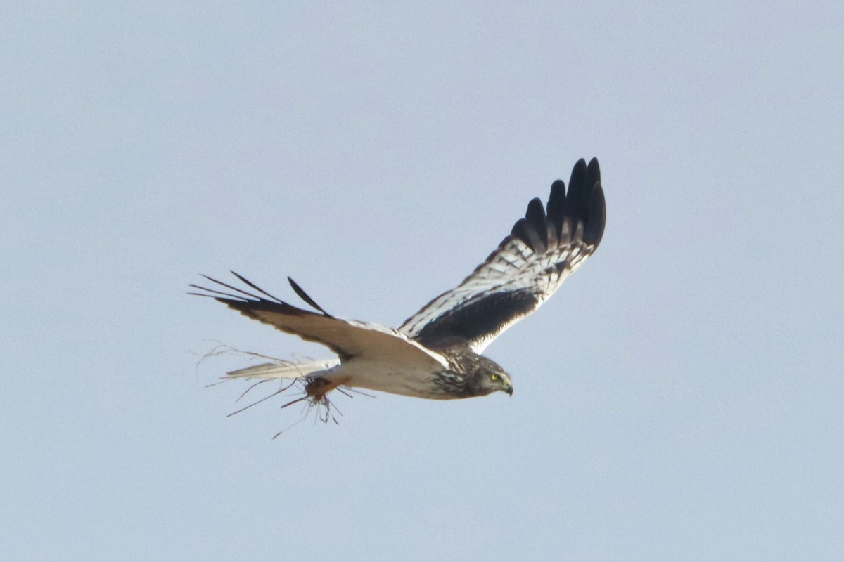 Malagasy Harrier - ML626240788