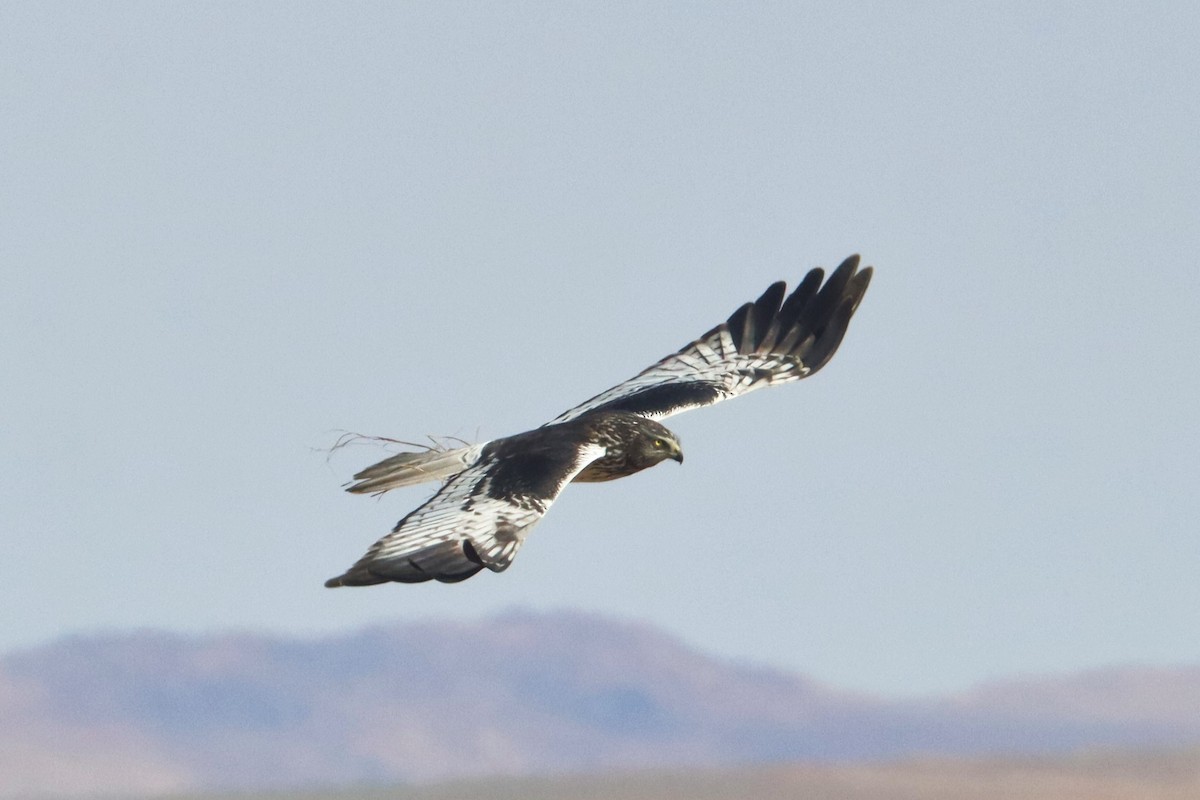 Malagasy Harrier - ML626240789