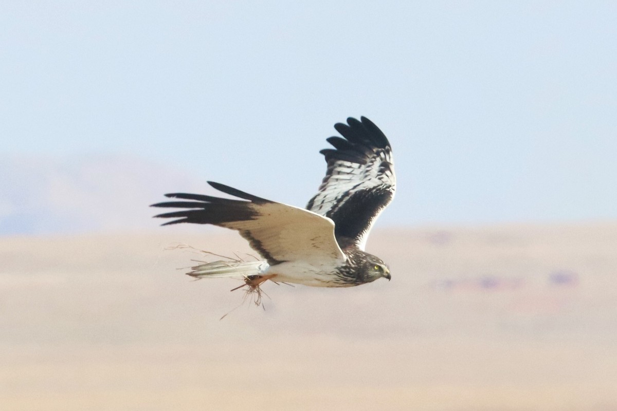 Malagasy Harrier - ML626240790