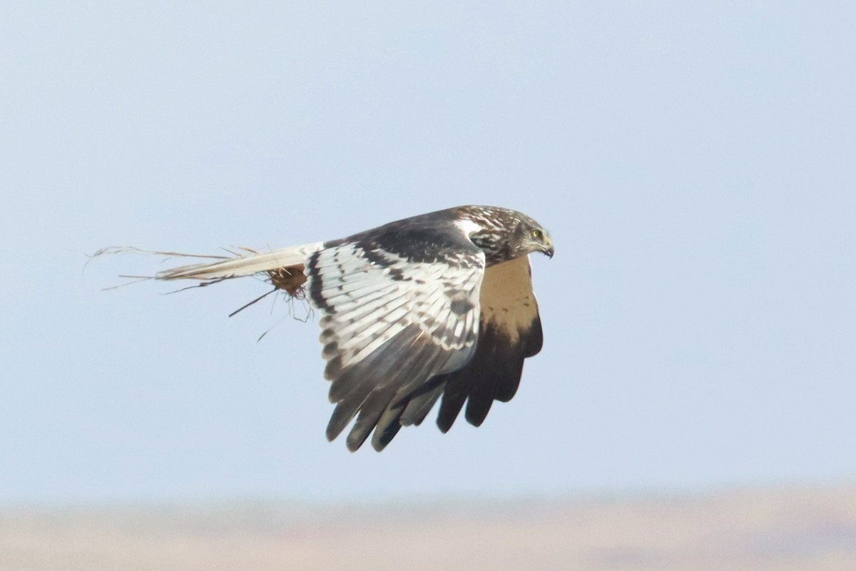 Malagasy Harrier - ML626240791