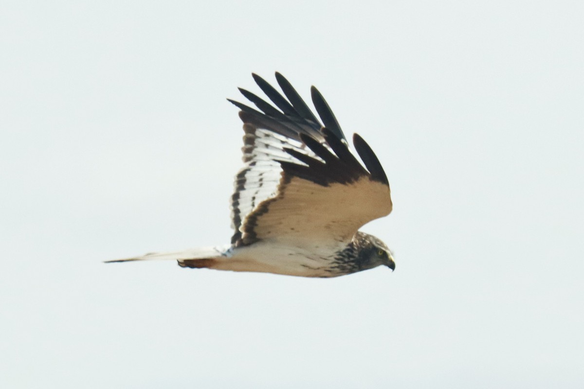 Malagasy Harrier - ML626240792