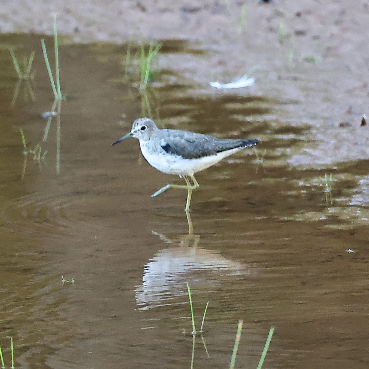 Solitary Sandpiper - ML626241027