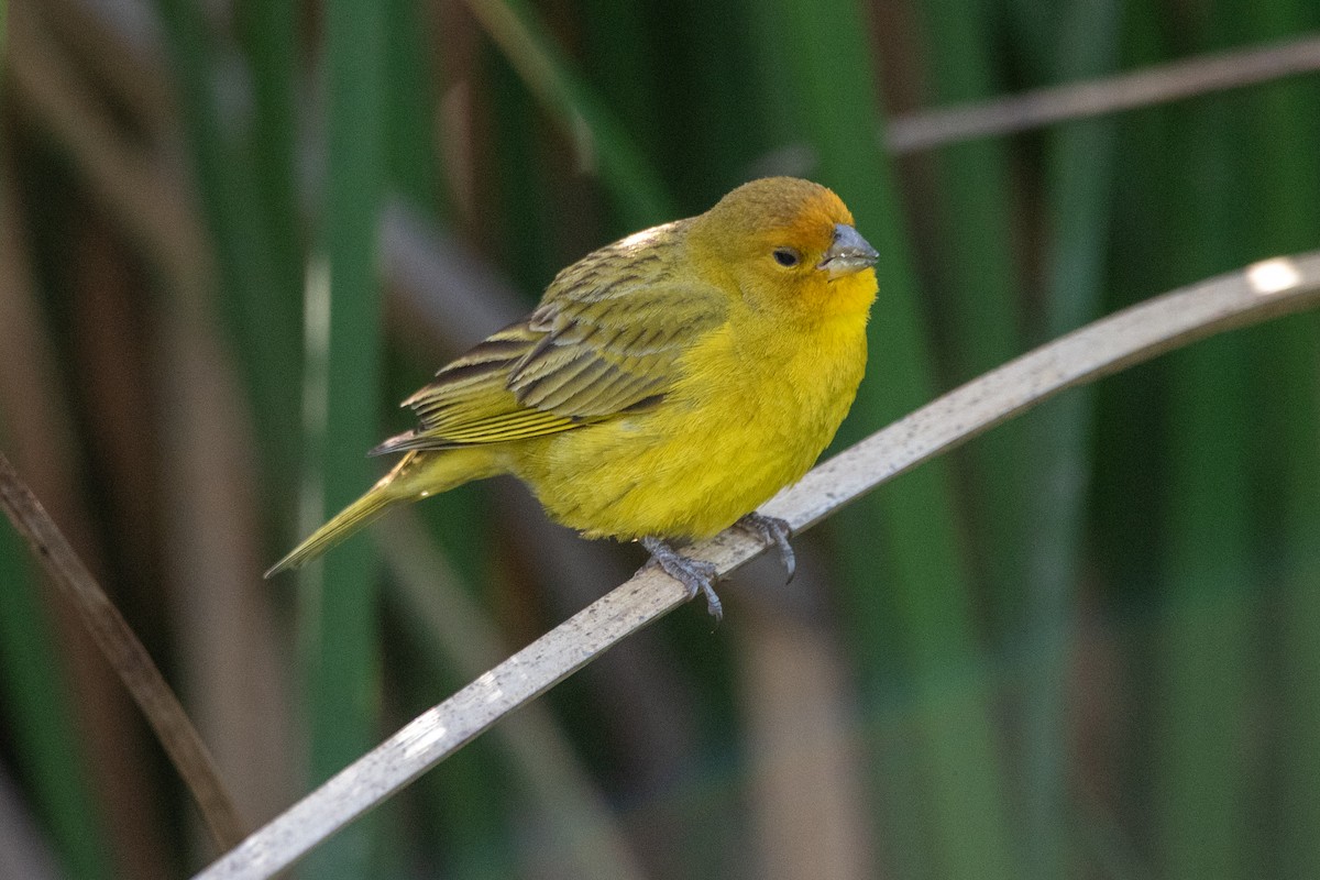 Saffron Finch - ML626241040
