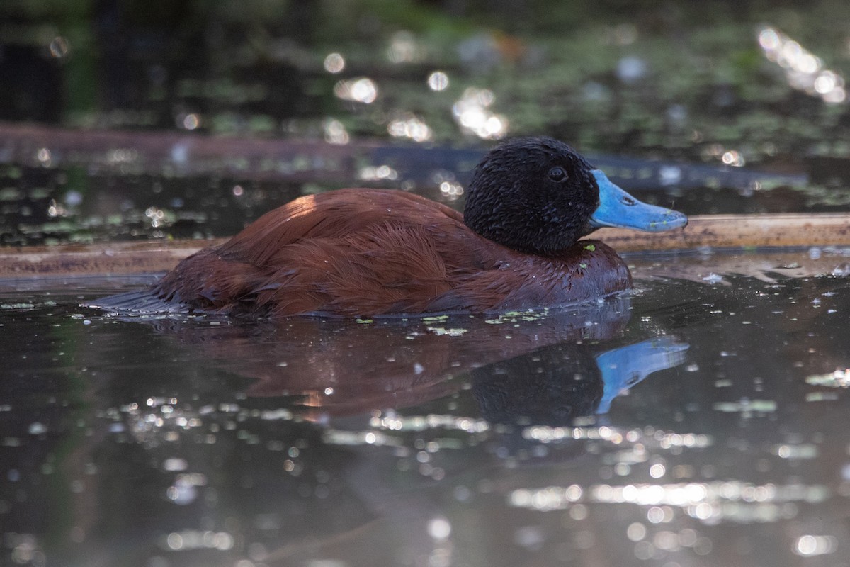 Lake Duck - ML626241114