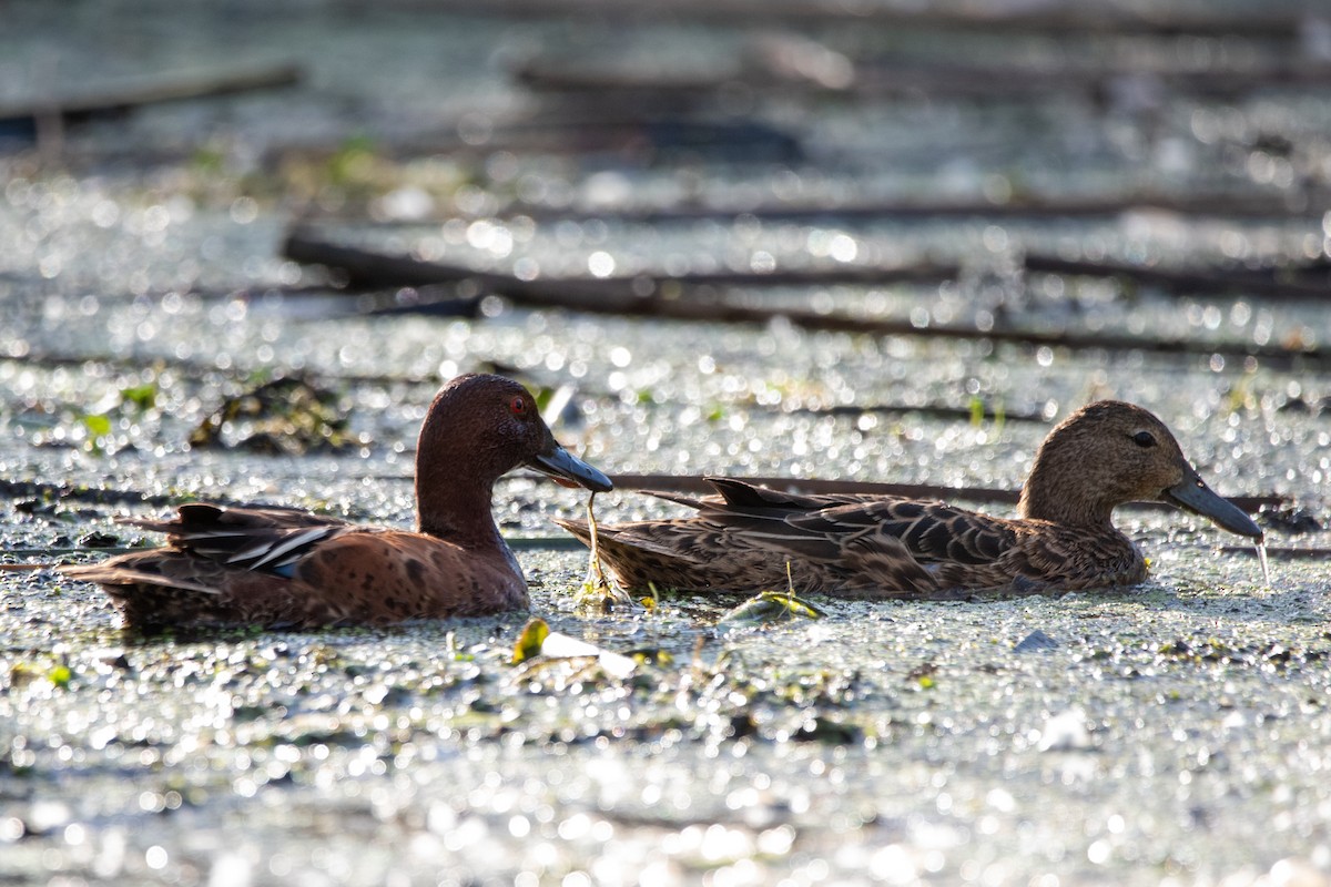 Cinnamon Teal - ML626241141