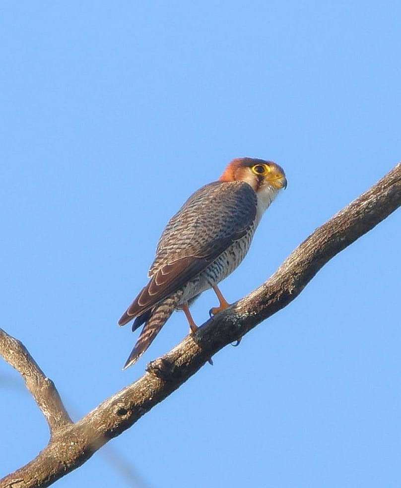 Red-necked Falcon - ML626241675