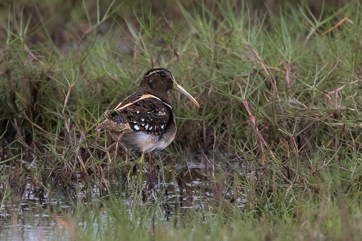South American Painted-Snipe - ML626241679