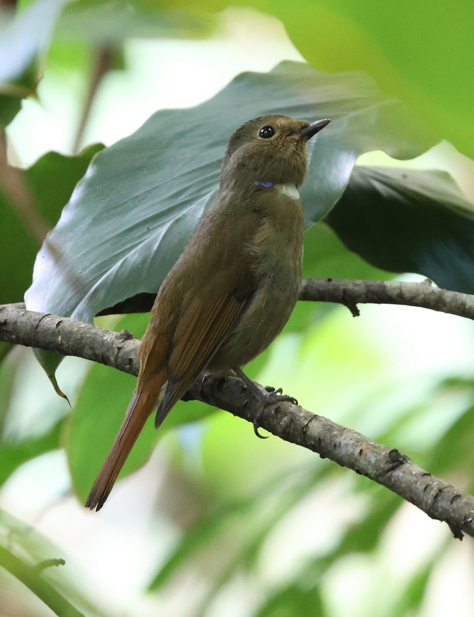 Rufous-bellied Niltava - ML626241874