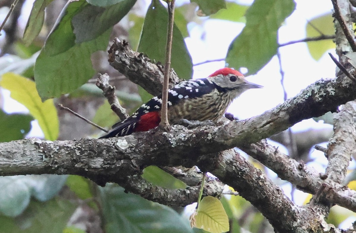 Stripe-breasted Woodpecker - ML626241887