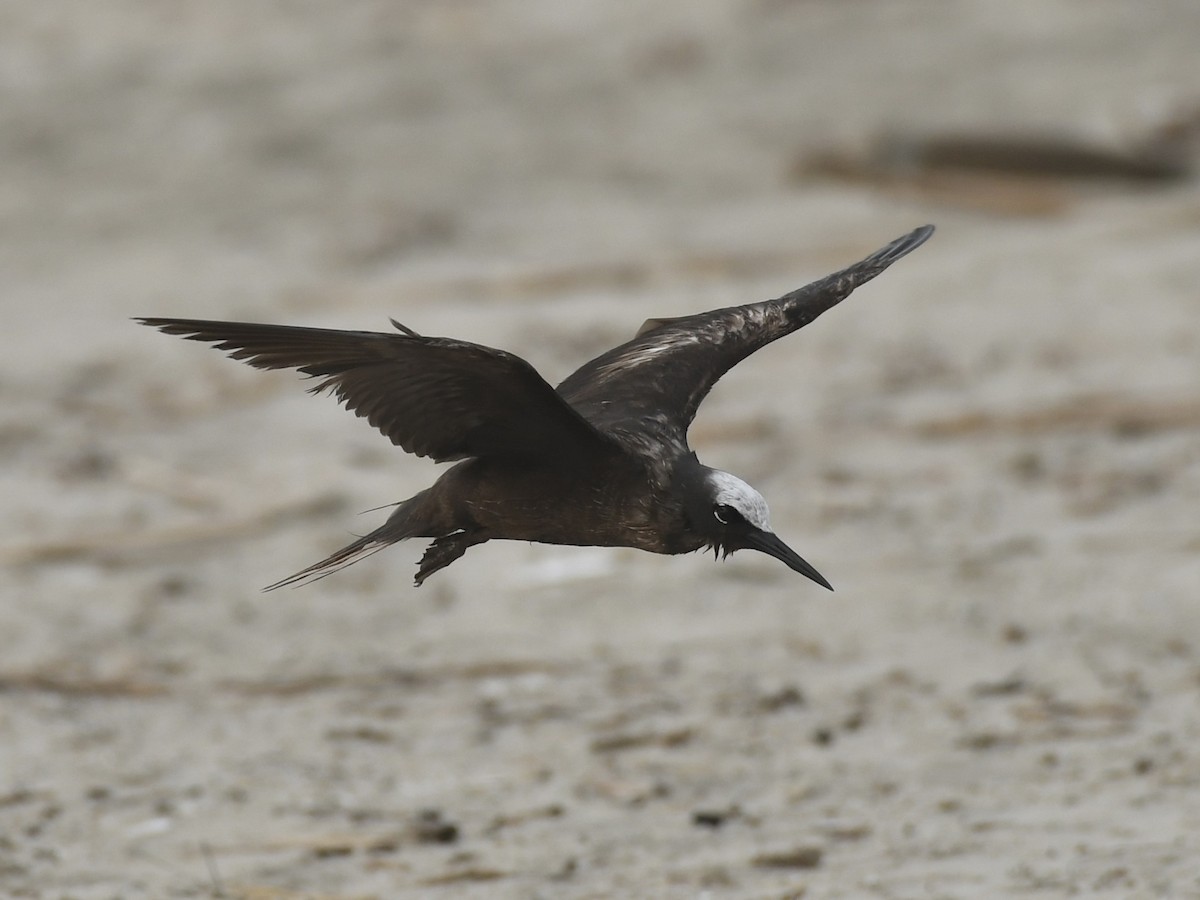 Black Noddy - ML626242066