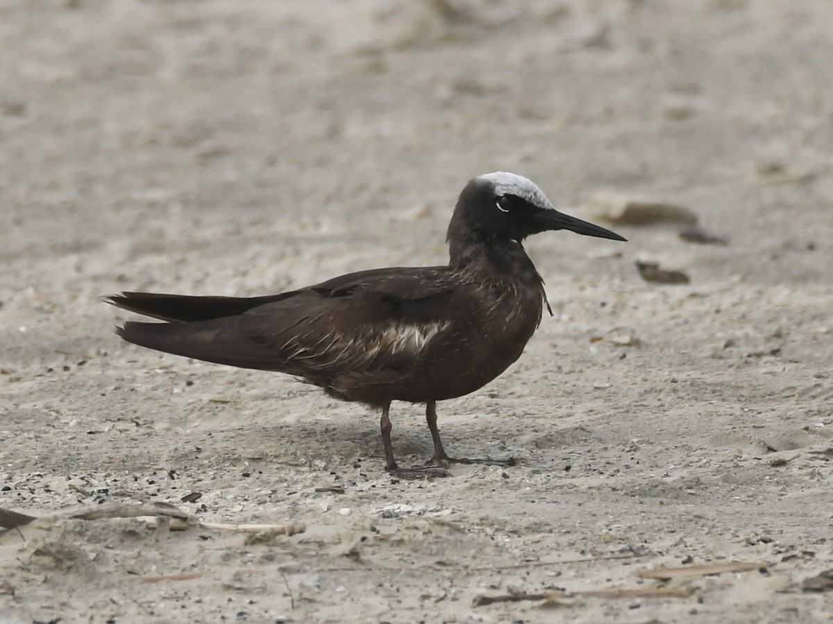 Black Noddy - ML626242067