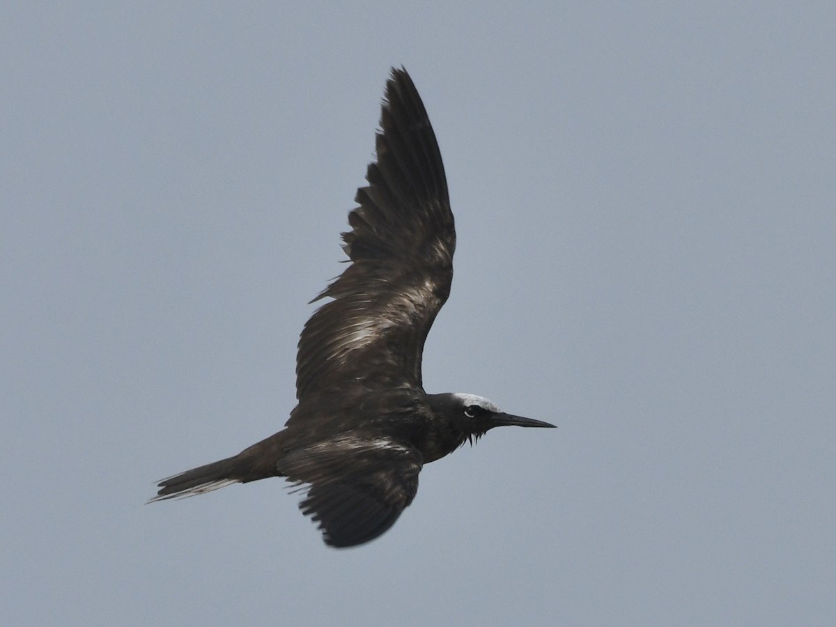 Black Noddy - ML626242068