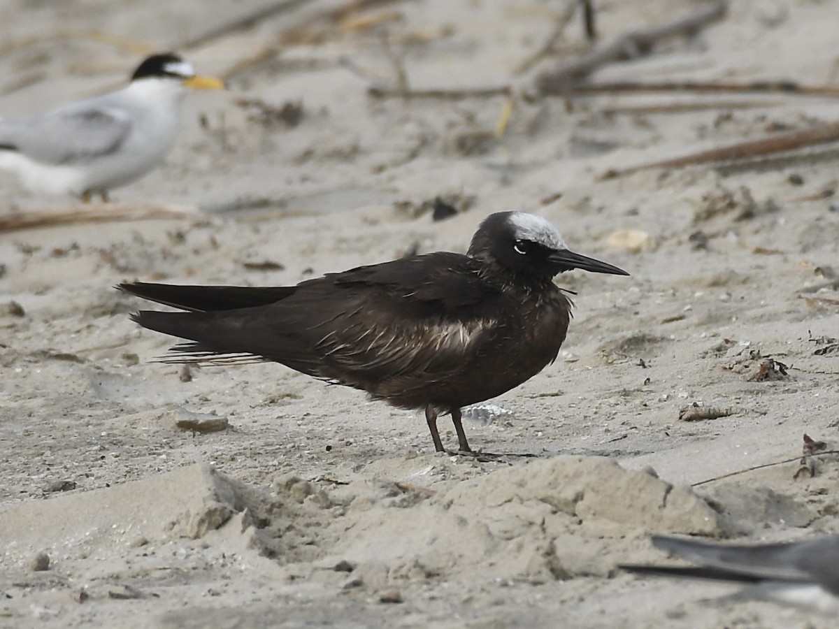 Black Noddy - ML626242069