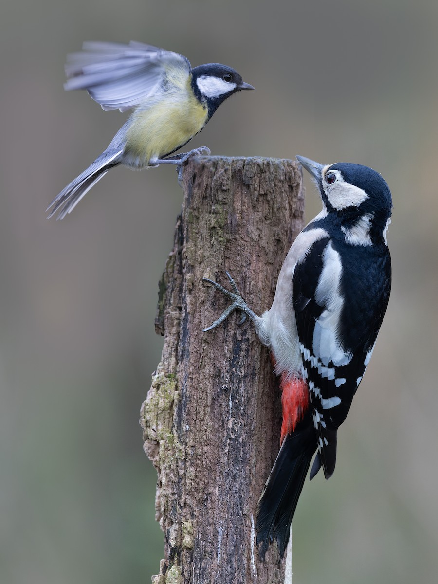 Great Spotted Woodpecker - ML626242181