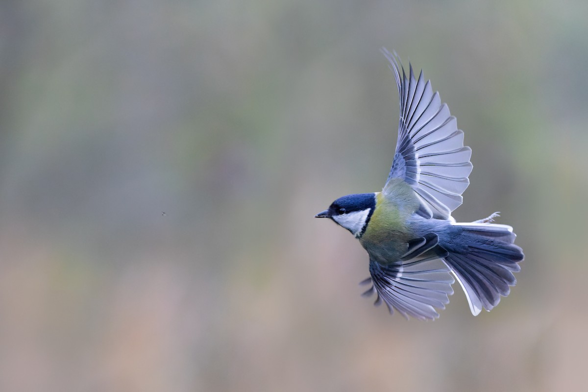 Great Tit - ML626242212