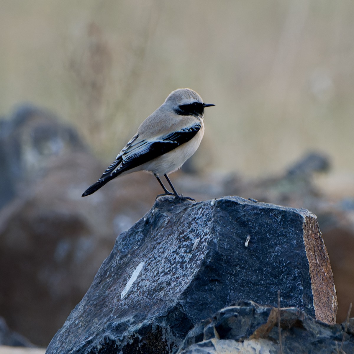 Цөлийн чогчиго - ML626242316