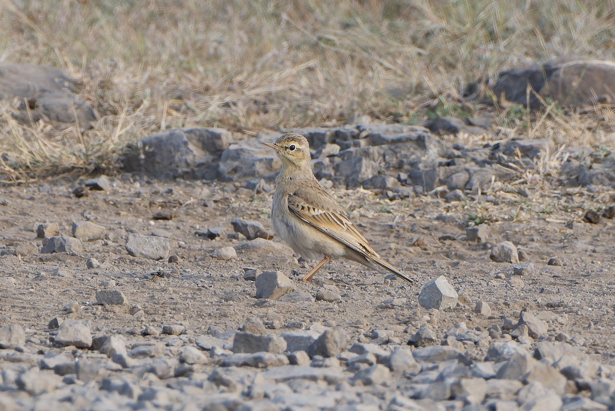 Талын шийхнүүхэй - ML626242322
