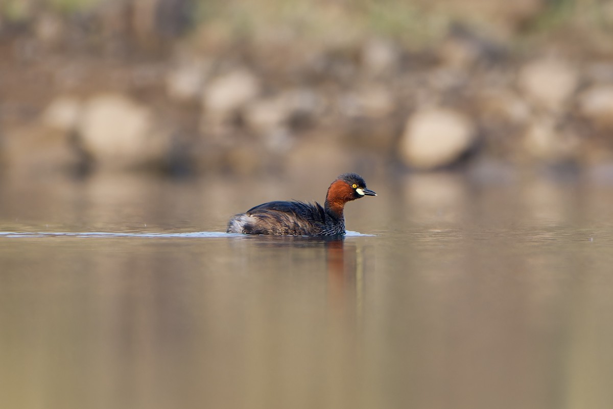 Хурган шунгуур - ML626242324