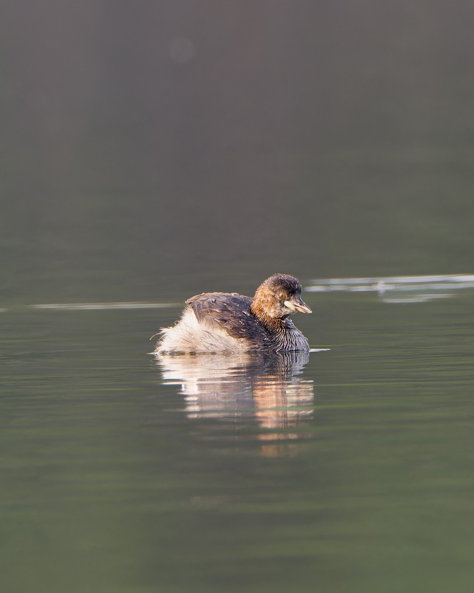 Хурган шунгуур - ML626242325